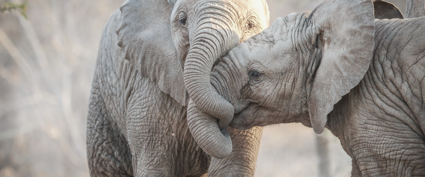 Botswana Okavango