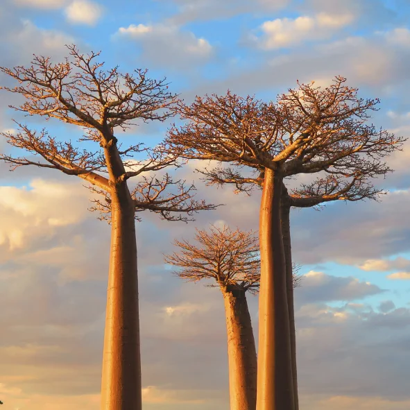 Madagascar