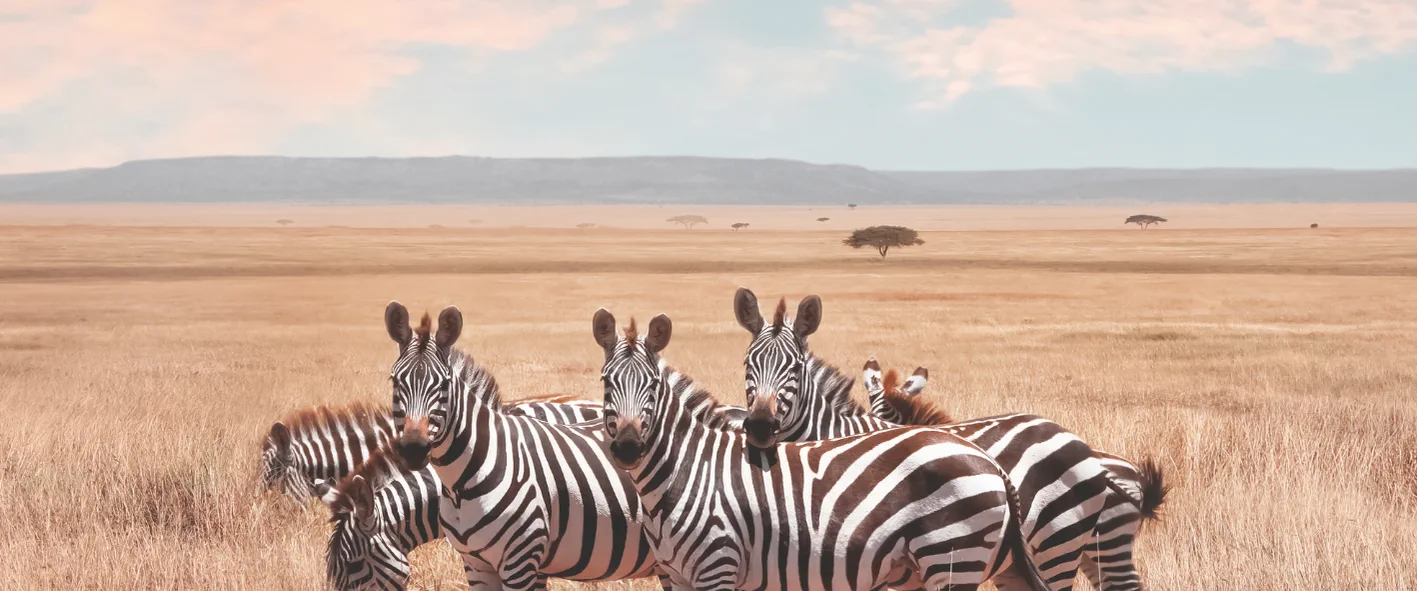 Wildlife & Safari