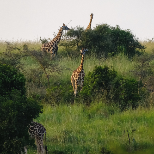Uganda gorillas
