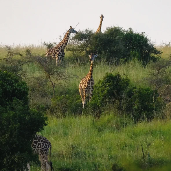 Uganda