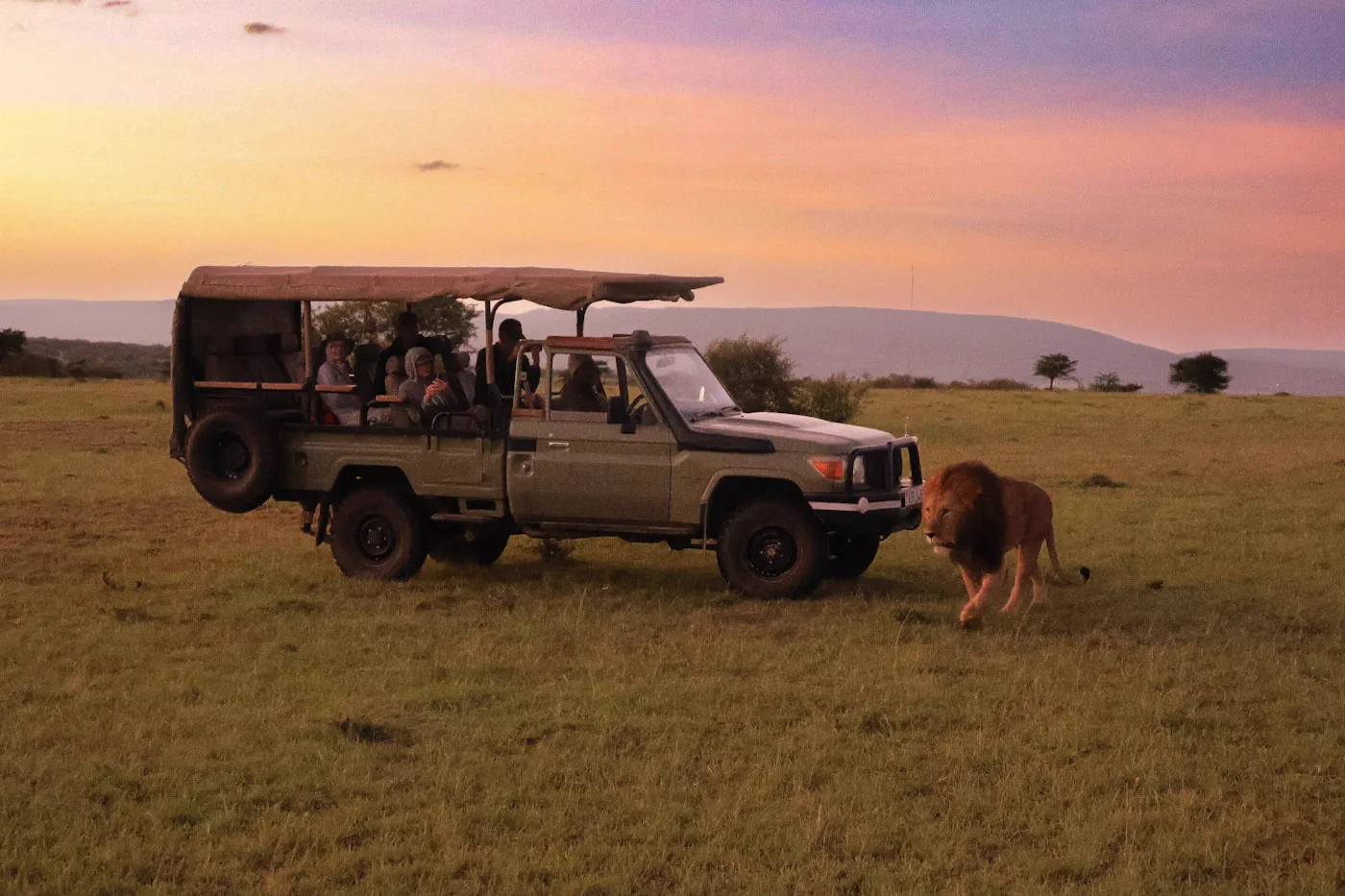 Game drive beside a lion