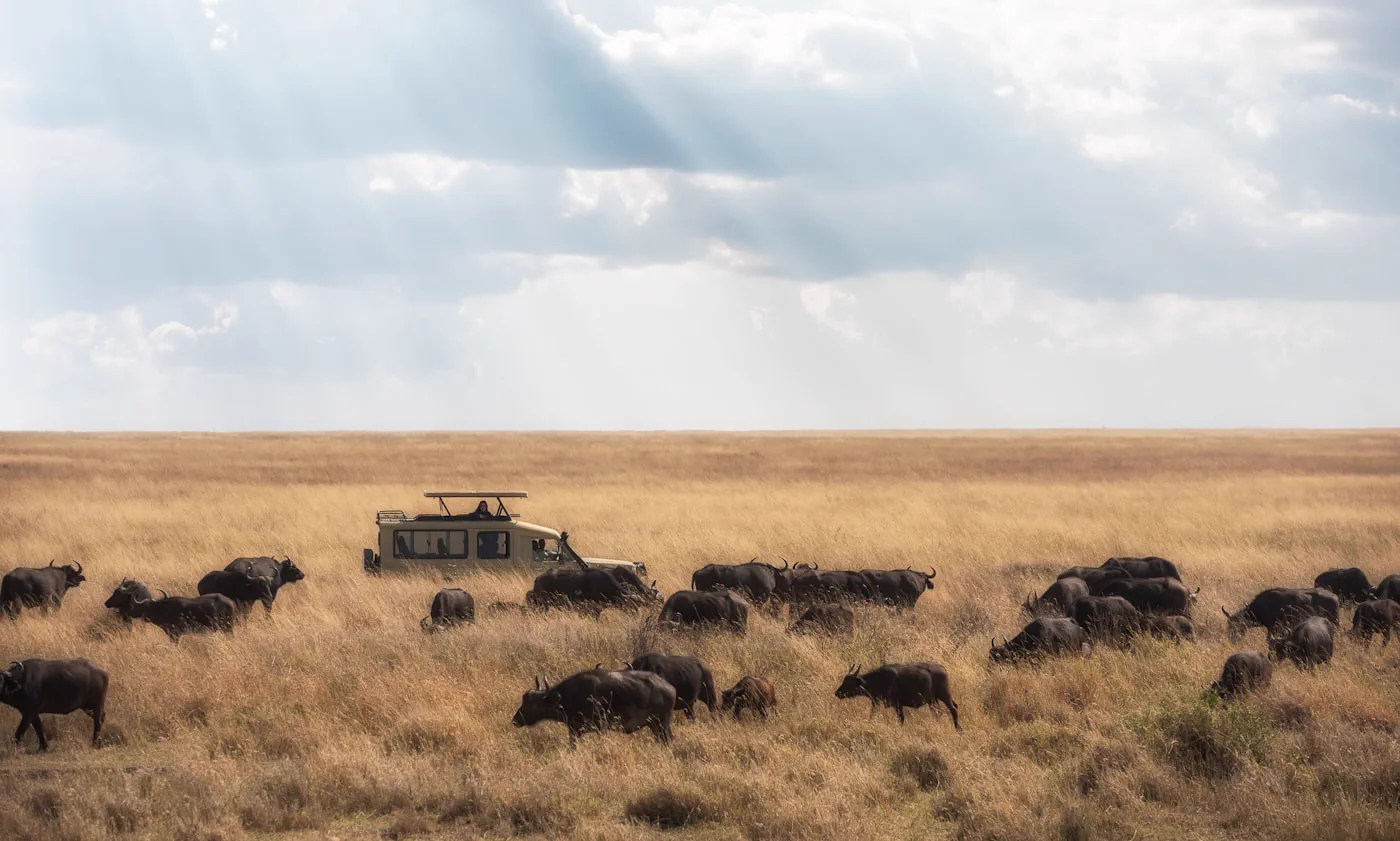 Herd crossing the savanna