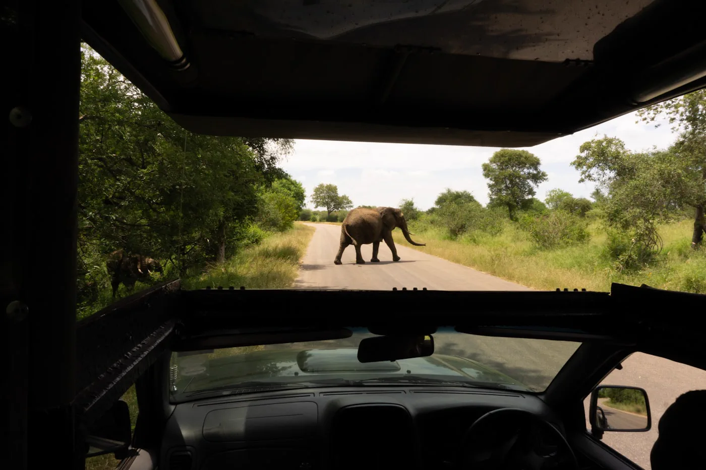 Elephant encounter on a game drive