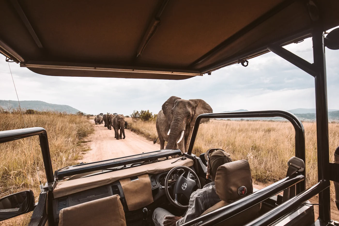 Elephants from the safari vehicle