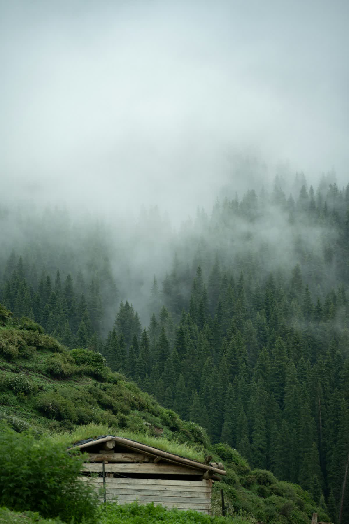 A lone cabin in a foggy forest