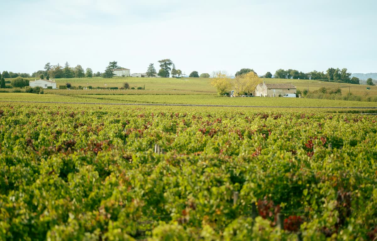 Rows of vines in the Bordeaux countryside