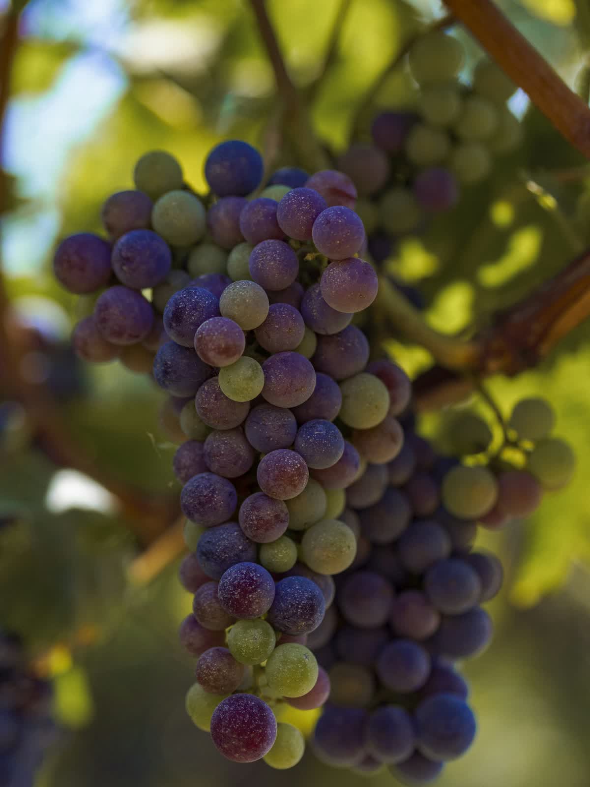 A bunch of grapes on the vine