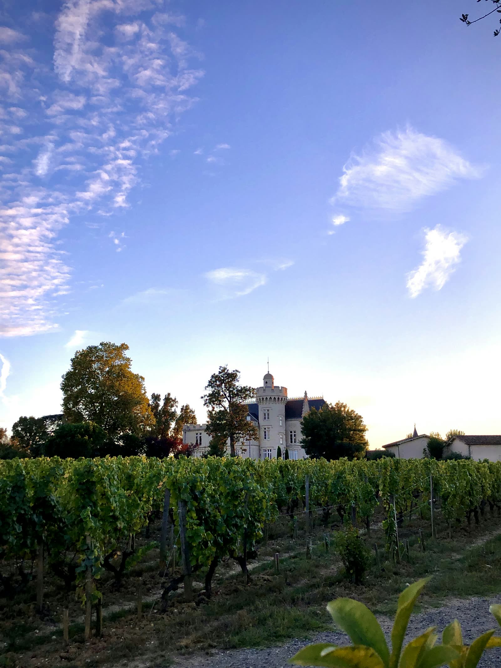 Bordeaux and its vineyards