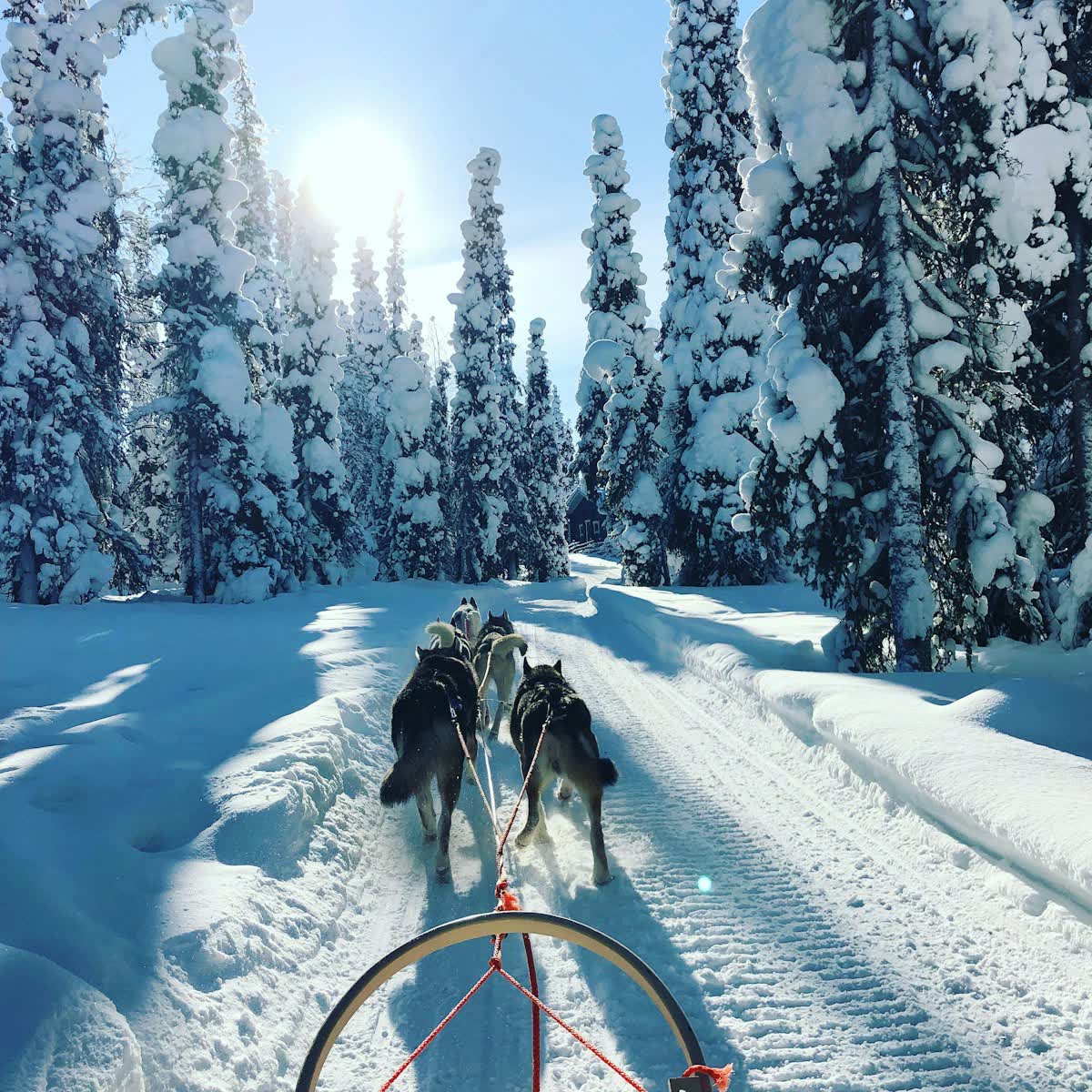 A husky dog-sled team running through the snowy forest