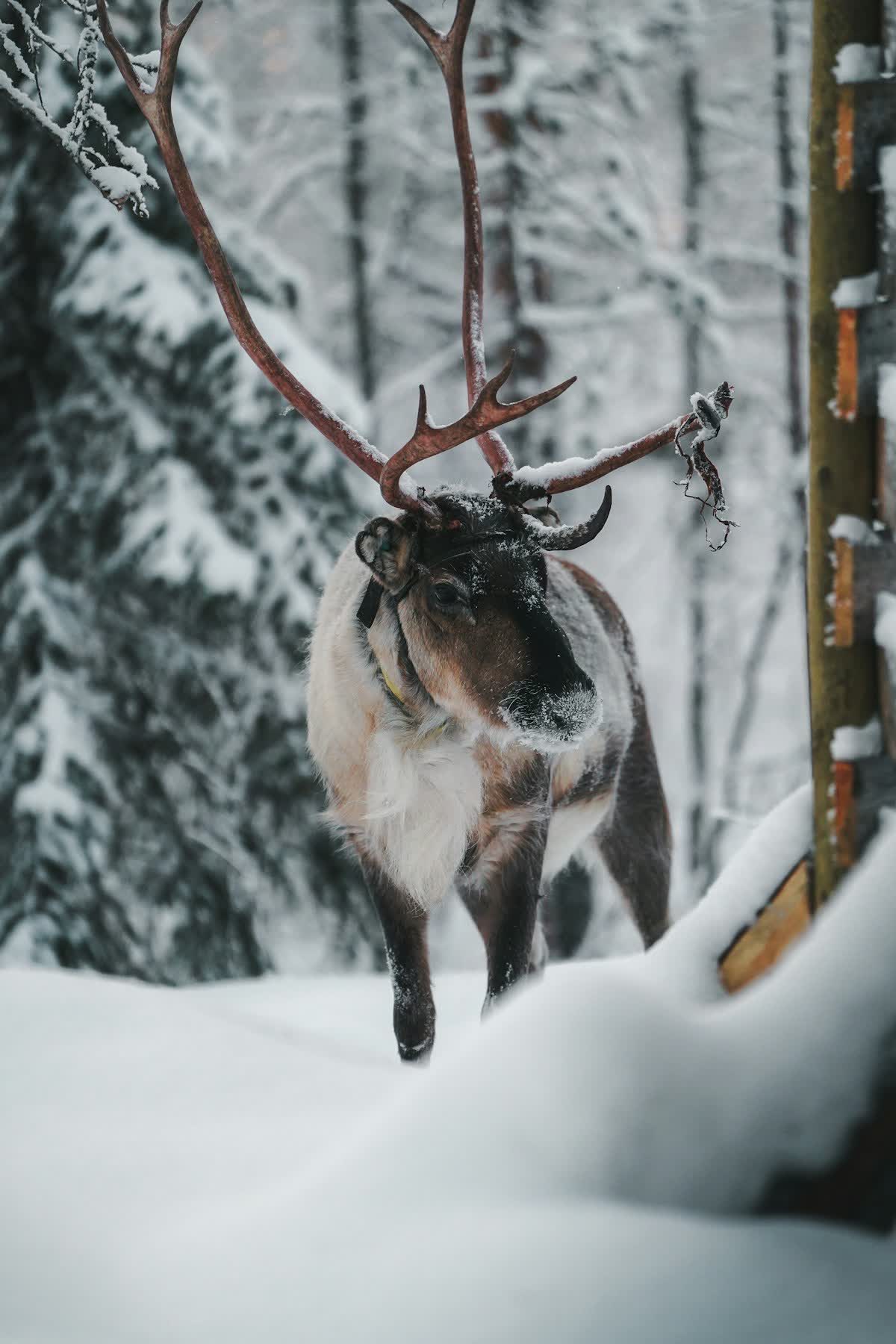A reindeer in the snowy forest