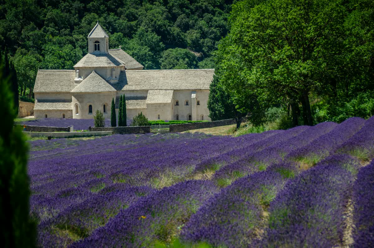 A lavender field with a village church in Provence