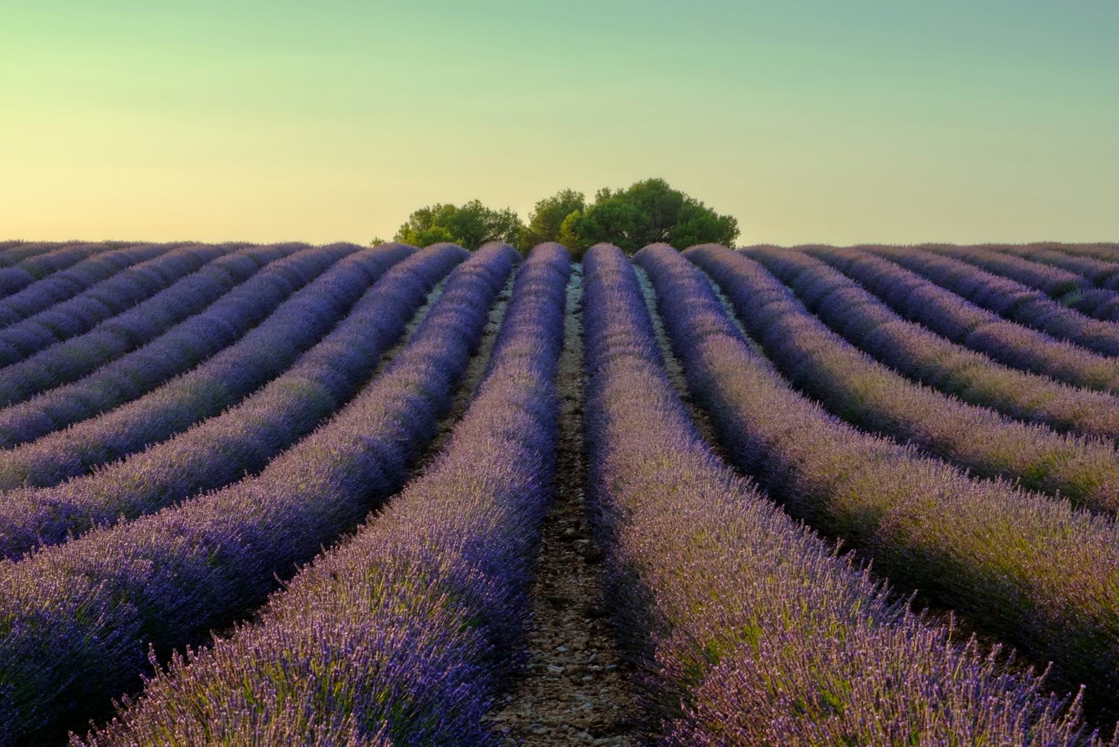 Provence landscape