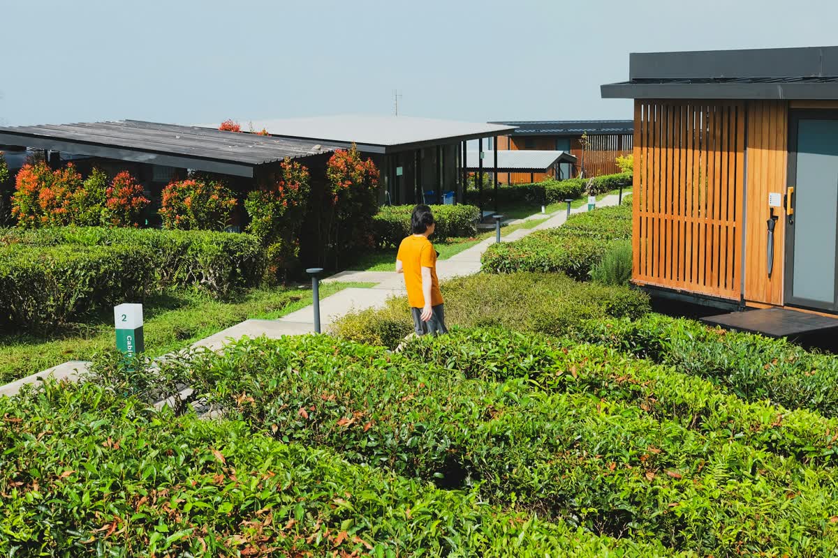 A traveller walking through a verdant landscape