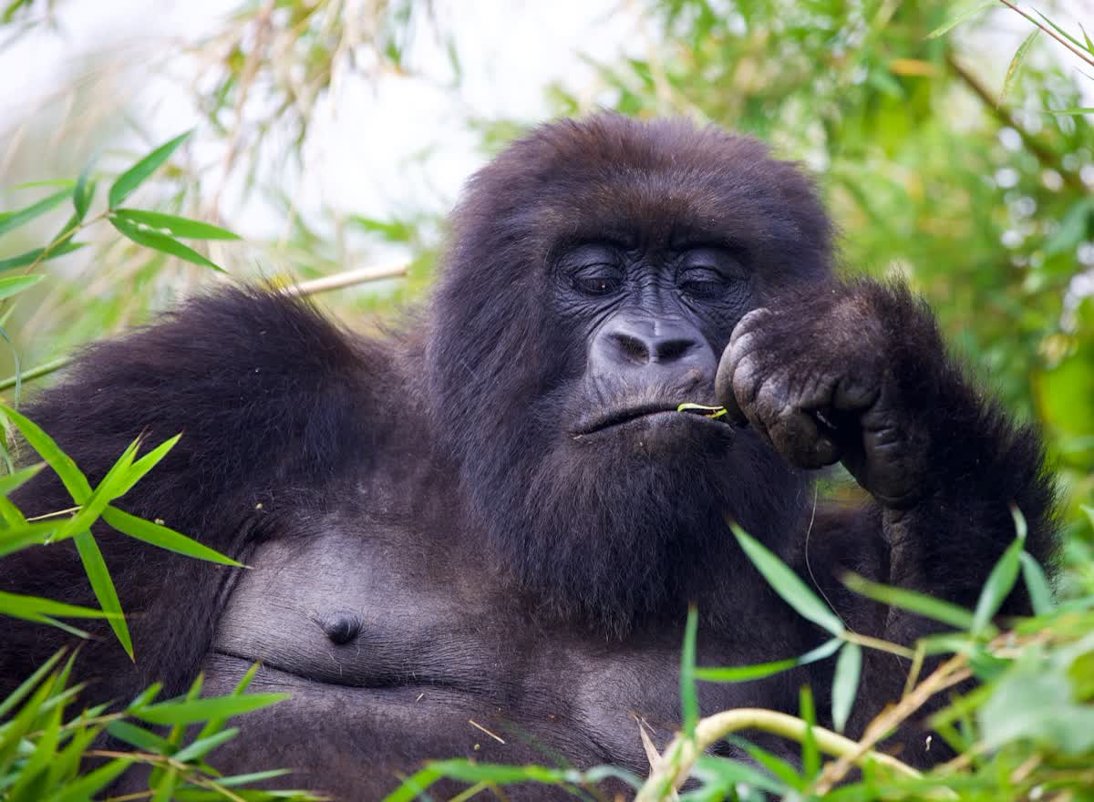 A mountain gorilla in the forest