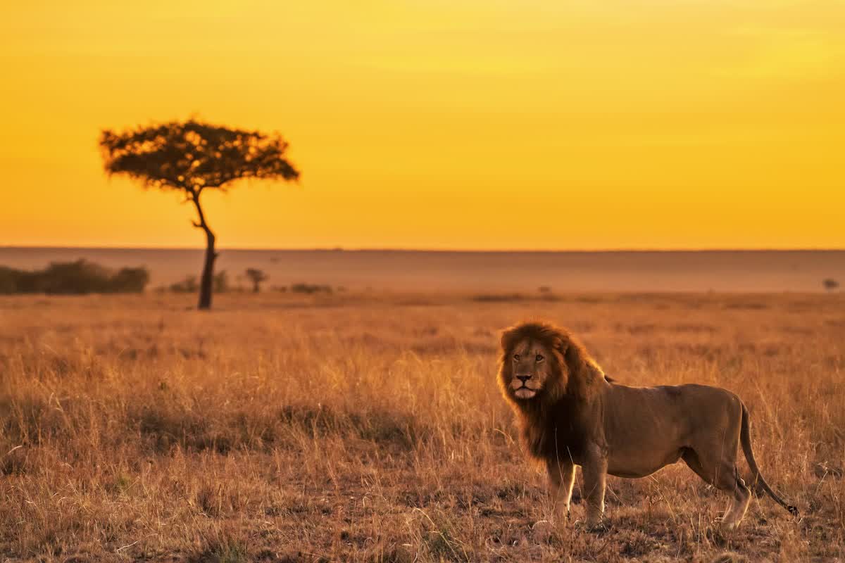 A lion on the savanna