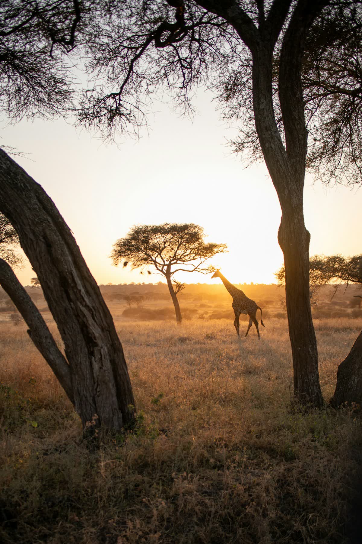 A giraffe crossing the bush