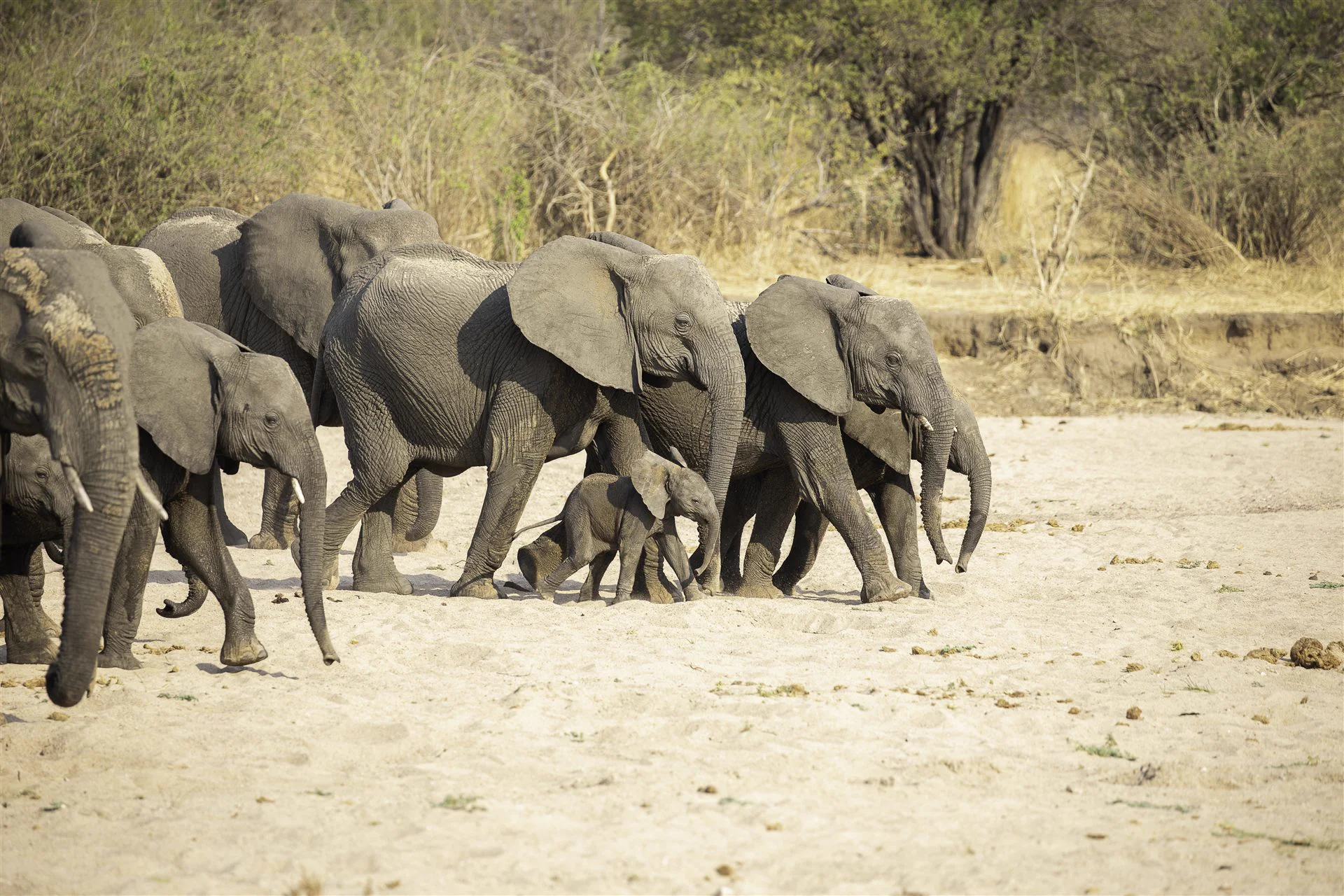 Elephant herd crossing dry riverbed in Tanzania — luxury safari by StoryTailor